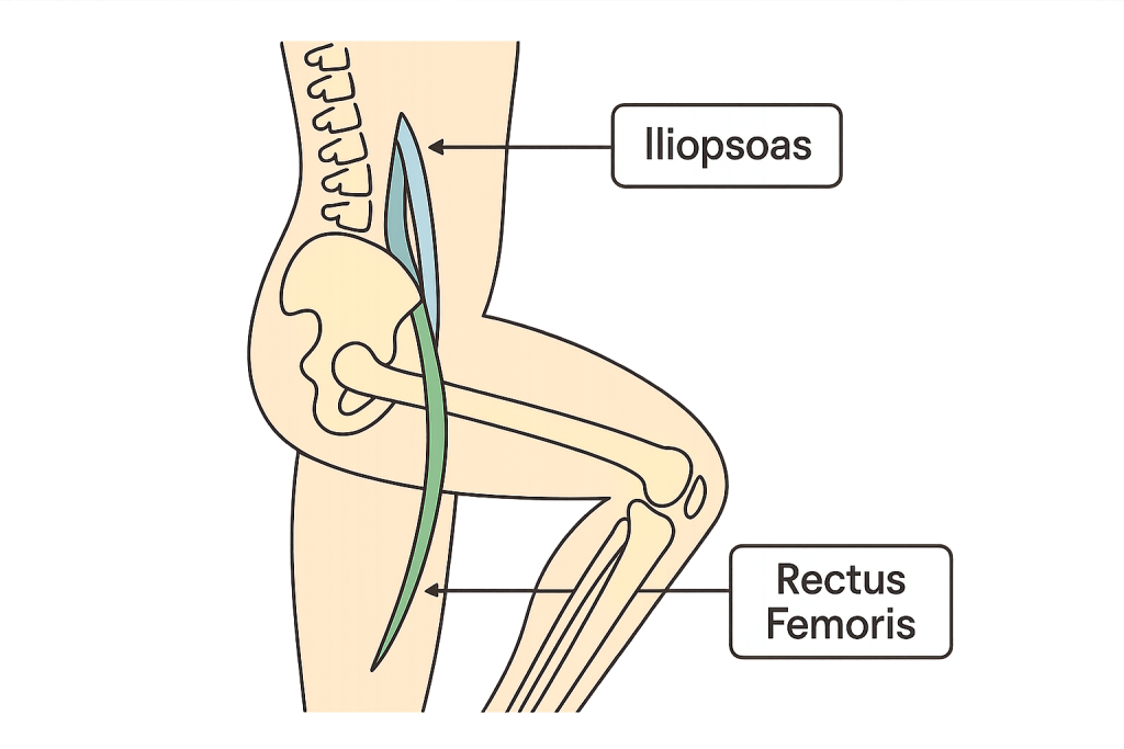 Diagram illustrating hip flexor strength for cyclists, highlighting iliopsoas and rectus femoris muscle attachments for better pedaling efficiency.